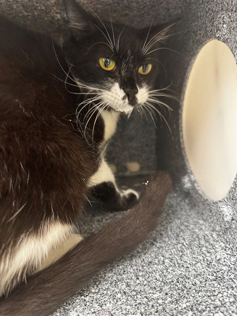 AVA, Adult Domestic Short Hair (medium coat), cat for adoption in Cape Coral, Florida