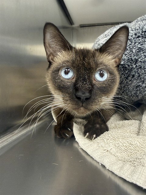COCOA, an adoptable Siamese in Naples, FL