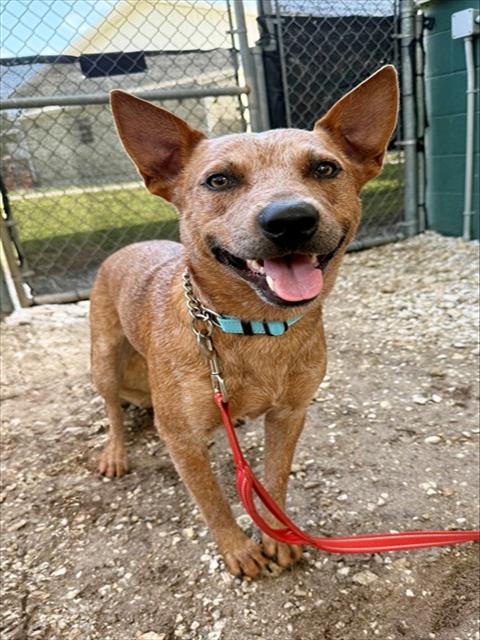 WRANGLER, an adoptable Australian Cattle Dog in Naples, FL