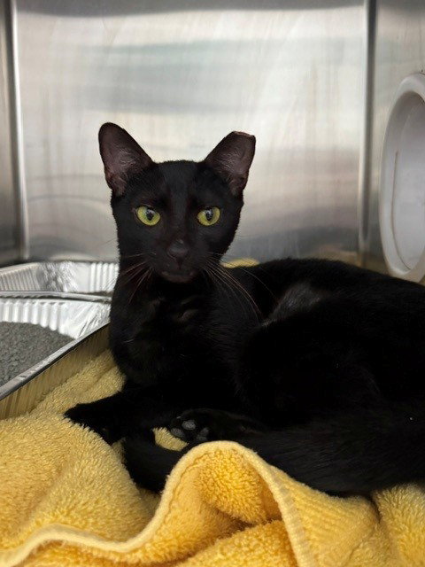 CHOUQUETTE, an adoptable Domestic Short Hair in Naples, FL