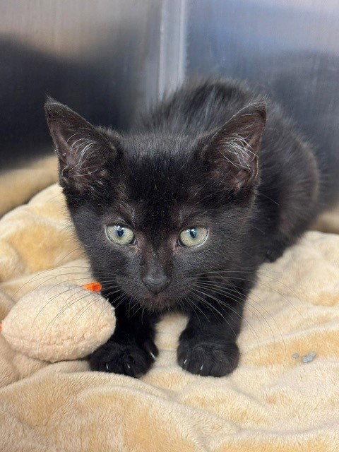 CHAR, an adoptable Domestic Short Hair in Naples, FL