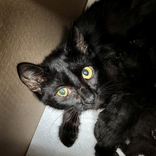 KENNEDY, an adoptable Domestic Short Hair in Naples, FL