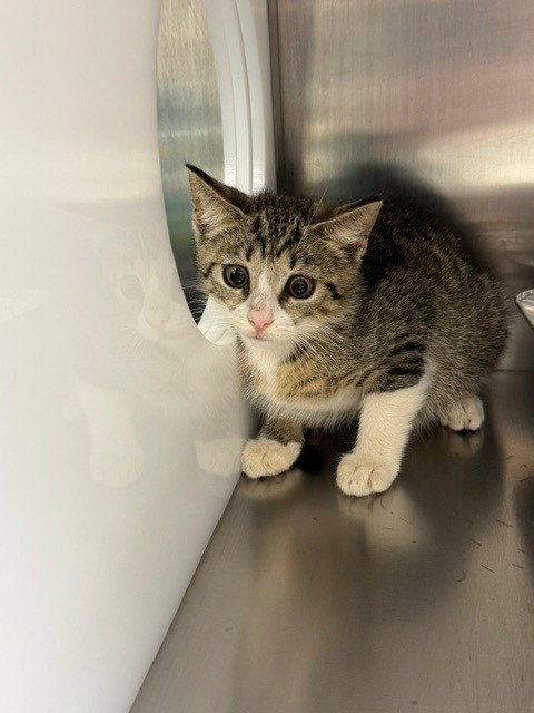 JALAPEÃO, an adoptable Domestic Short Hair in Naples, FL