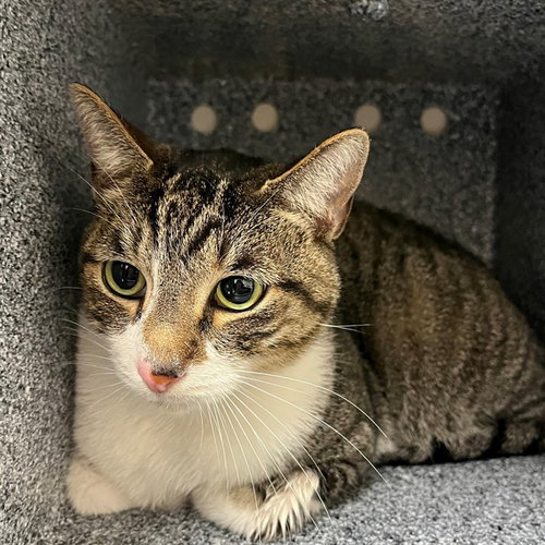 PAISLEY, an adoptable Domestic Short Hair in Naples, FL