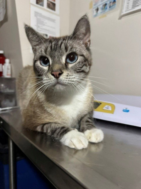 SAMPSON, an adoptable Domestic Short Hair in Naples, FL
