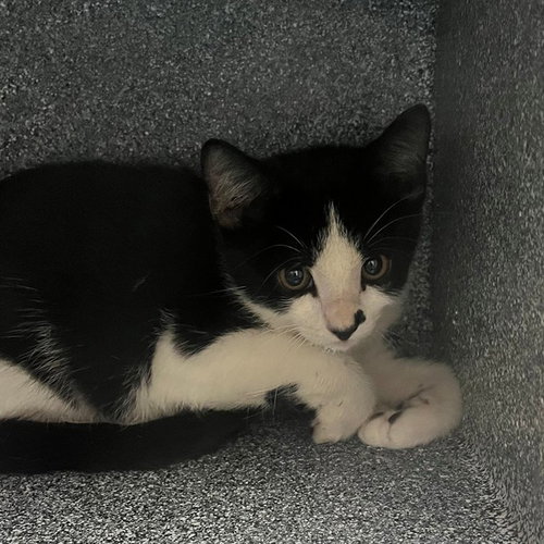 Domino
