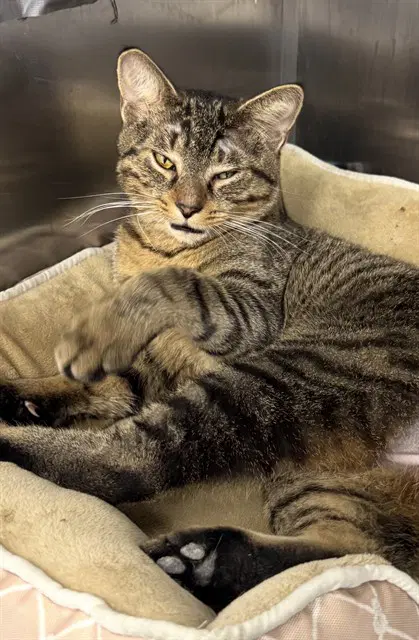 Robert Catswell - Domestic Short Hair