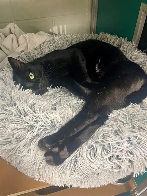 Bruno - Domestic Short Hair