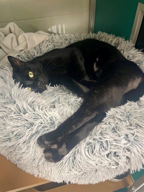 BRUNO, a cat for adoption from Collier County Domestic Animal Services