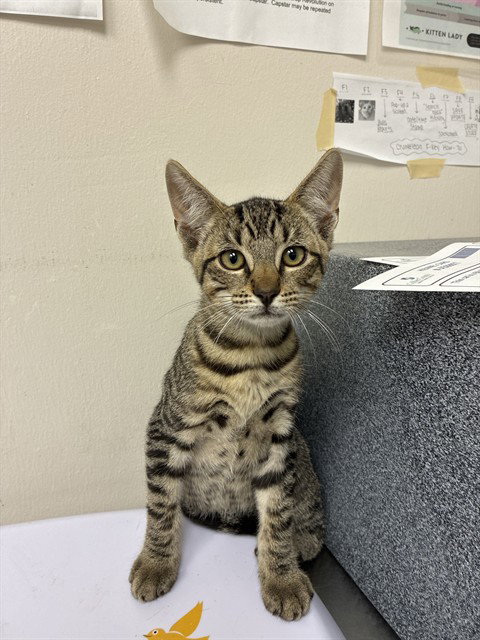 Gus