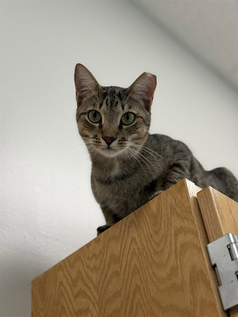 picture of the cat needing adoption