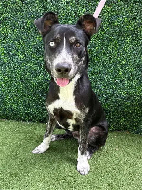 Picasso - Labrador Retriever