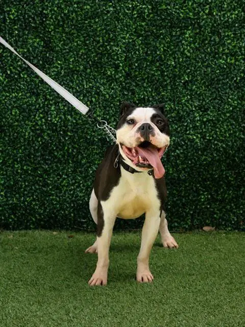 Huck - English Bulldog