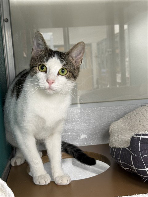 picture of the cat needing adoption
