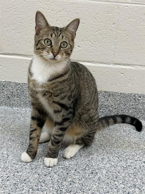 SKITTLES, a cat for adoption from Collier County Domestic Animal Services