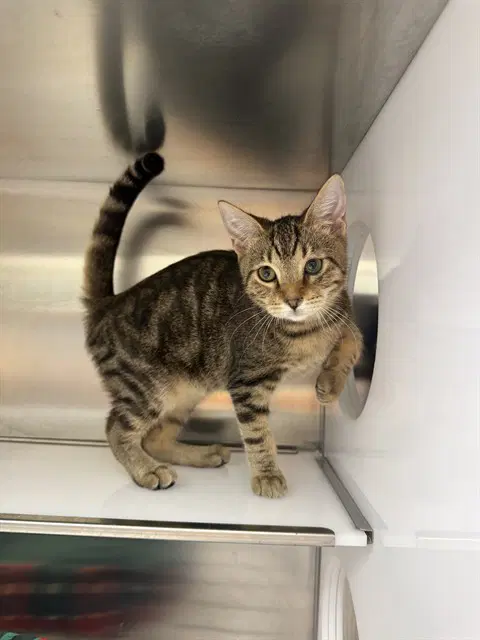 Unknown - Domestic Short Hair