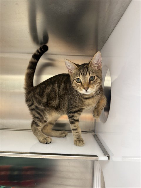 picture of the cat needing adoption