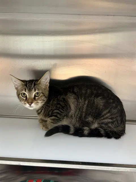 Unknown - Domestic Short Hair