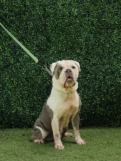 Finn - English Bulldog