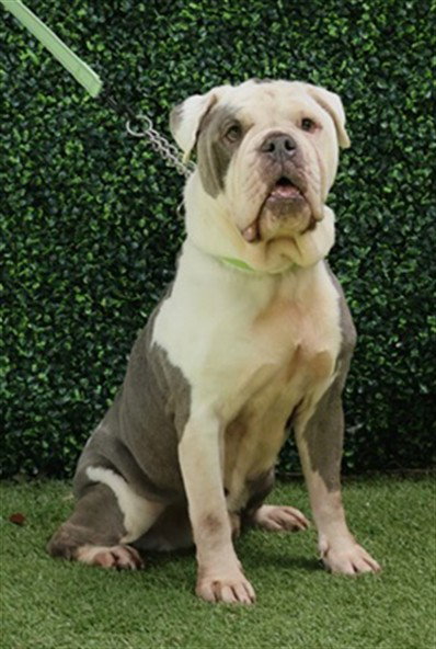FINN, a dog for adoption from Collier County Domestic Animal Services