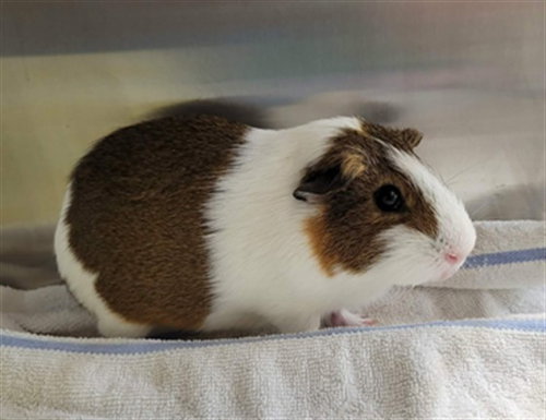 Darwin
