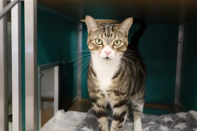 Jersey Girl - Domestic Short Hair