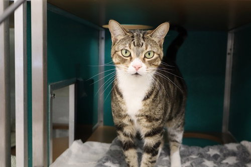 picture of the cat needing adoption