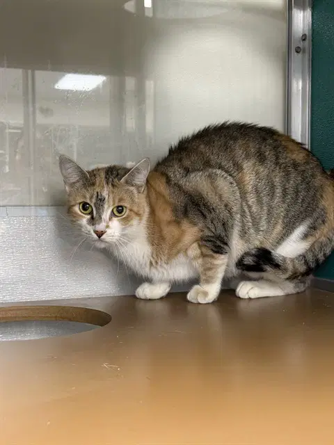 Willow - Domestic Short Hair