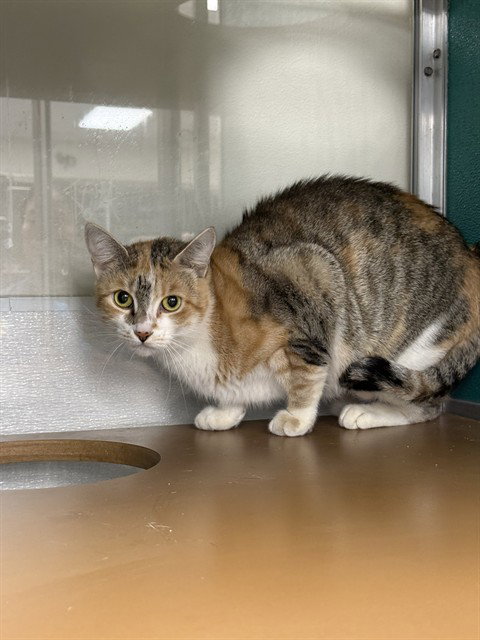 WILLOW, a cat for adoption from Collier County Domestic Animal Services