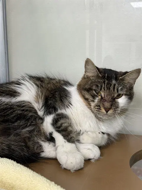Tom Cat - Domestic Medium Hair