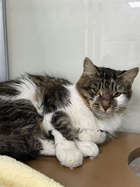 BELLA, a cat for adoption from Collier County Domestic Animal Services