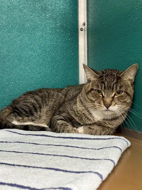 Tom - Domestic Short Hair