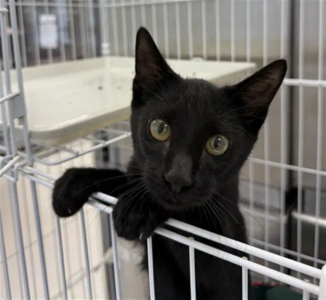 Yoda - Domestic Short Hair