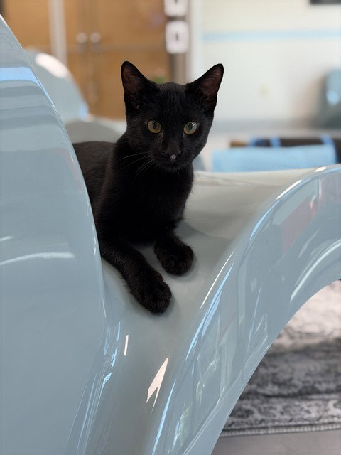 picture of the cat needing adoption