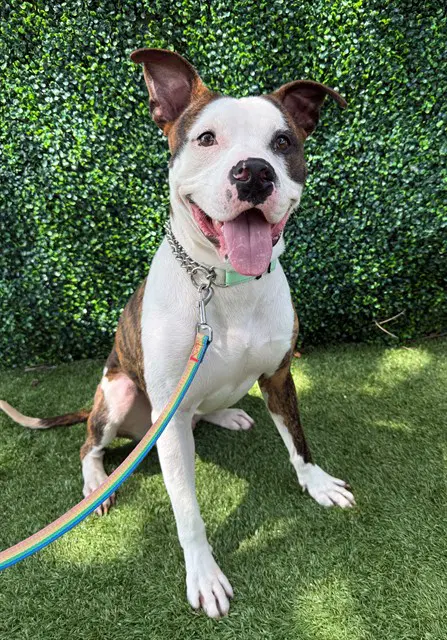 Rex - American Bulldog