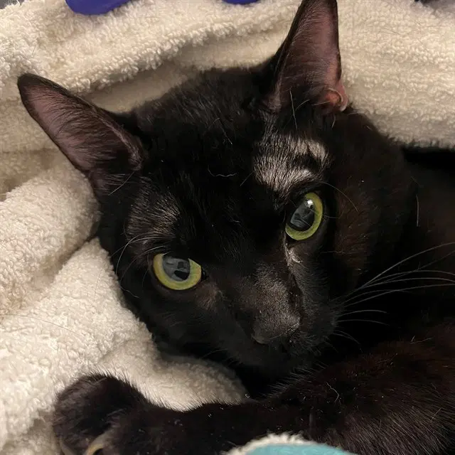 Robbie - Domestic Short Hair