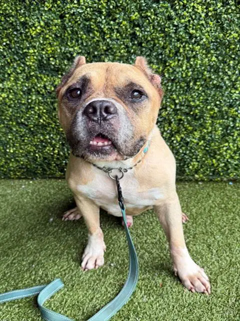 Jimothy - American Bulldog