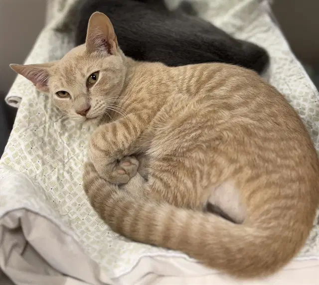 Reggie - Domestic Short Hair