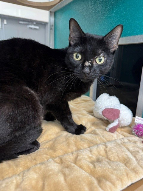LOLA, a cat for adoption from Collier County Domestic Animal Services