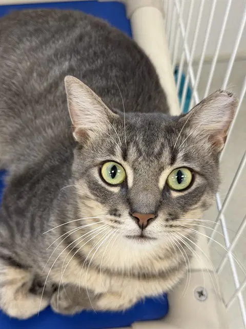 Spirit - Domestic Short Hair