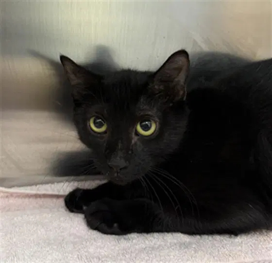 Noir - Domestic Short Hair