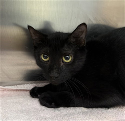 NOIR, a cat for adoption from Collier County Domestic Animal Services