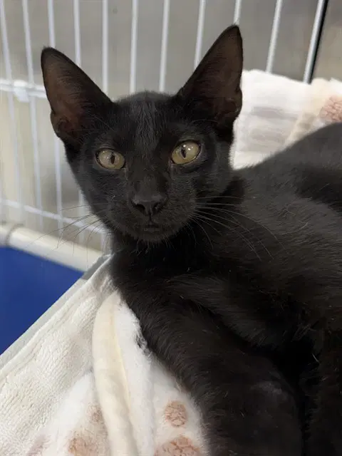 Larry - Domestic Short Hair