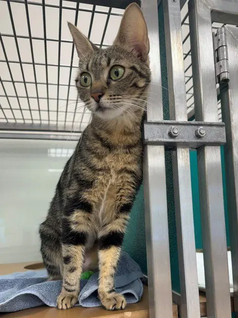 Alexis - Domestic Short Hair