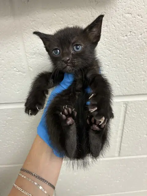 Brownie - Domestic Short Hair