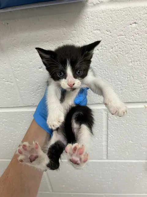 Cookie - Domestic Short Hair