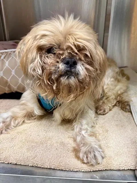 Lenny - Shih Tzu