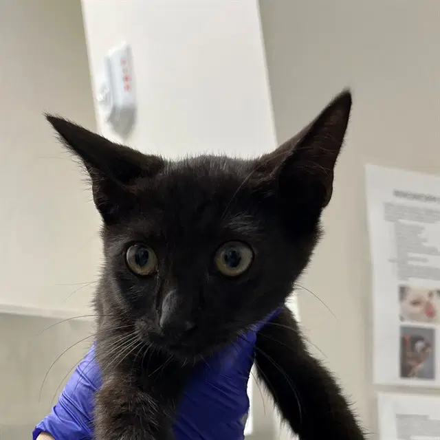 Unknown - Domestic Short Hair