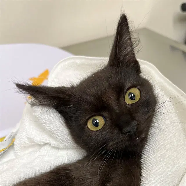 Unknown - Domestic Short Hair
