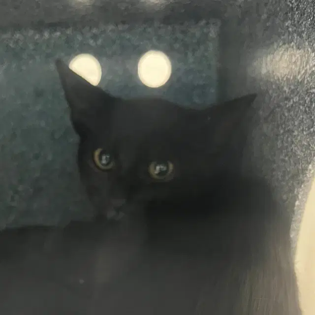 Unknown - Domestic Short Hair